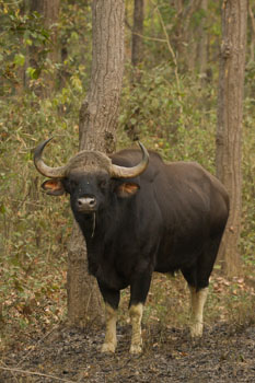 gaur